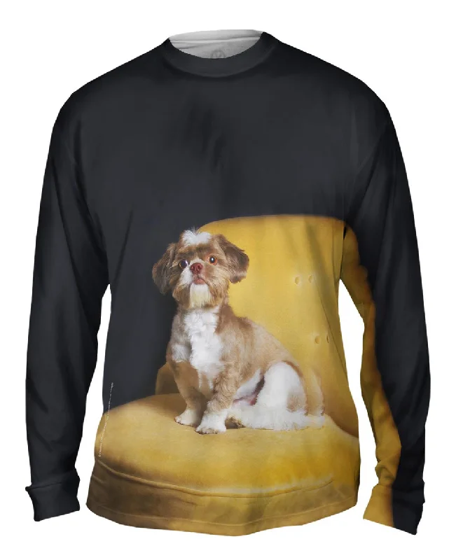 Royal Shihtzu